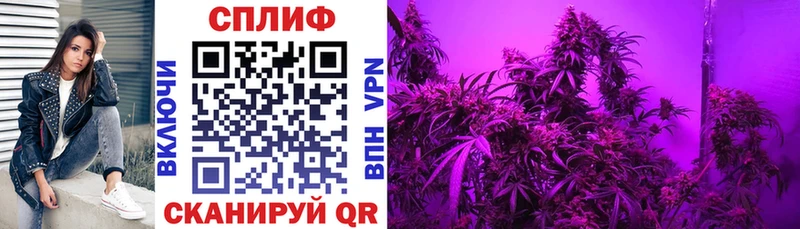 Конопля план Зуевка
